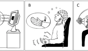 Abb. 3: In meinen ersten drei Hypnose-Studien zeigte ich, wie Sinneseindrücke blockiert werden können mit Hypnose. Den Effekt konnten wir mit EEG-Messungen im Gehirn feststellen. In der ersten Studie (A) stellten sich die Probandinnen und Probanden ein Holzbrett vor den Augen vor, das den Blick auf den Bildschirm versperrt. In der zweiten Studie (B) arbeitete ich mit einem vorgestellten Handschuh, der die Hand kalt, taub und unempfindlich macht. Dadurch nahmen die Probandinnen und Probanden Schmerzreize weniger stark wahr. Schließlich blockierten wir in der dritten Studie (C) das Hören, indem sich die Probandinnen und Probanden Oropax vorstellten. In allen drei Studien konnten wir zeigen, dass die Reize noch im Gehirn ankommen, dann jedoch nicht weiterverarbeitet werden. Die Ergebnisse machen Mut, von der enormen Fähigkeit unseres Körpers, unsere Wahrnehmung zu steuern, Gebrauch zu machen.
