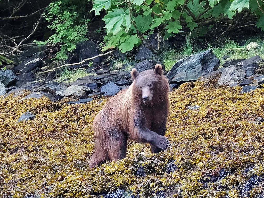 Ein Grizzlybär sucht am Ufer nach Muscheln.