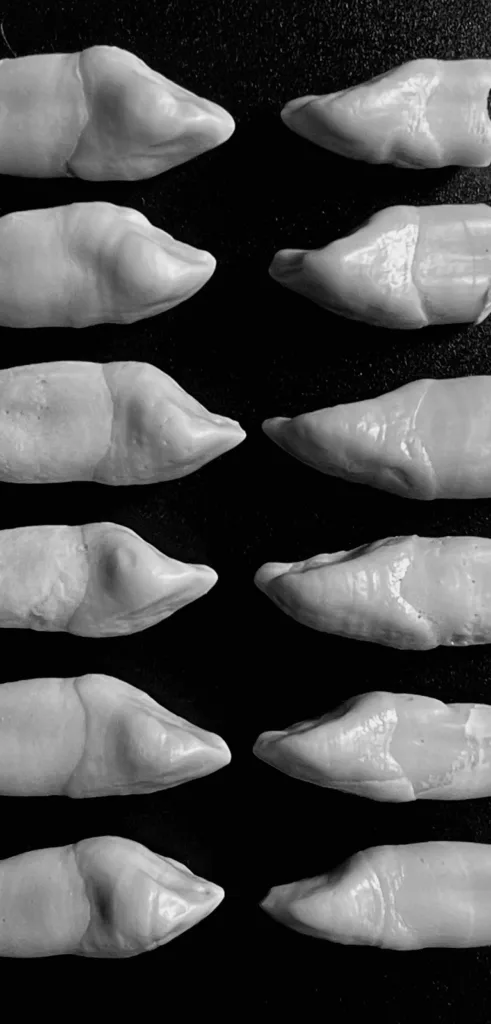 MorphKurs-online: Wie ein digitales Kurskonzept die morphologische Weiterbildung in der Zahntechnik verändert