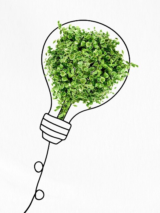 Eine Glühbirne die mit Moos gefüllt ist.