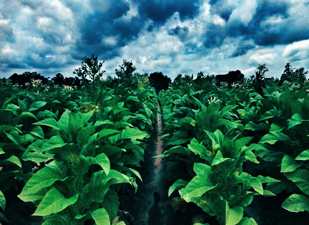 Tabakplantage