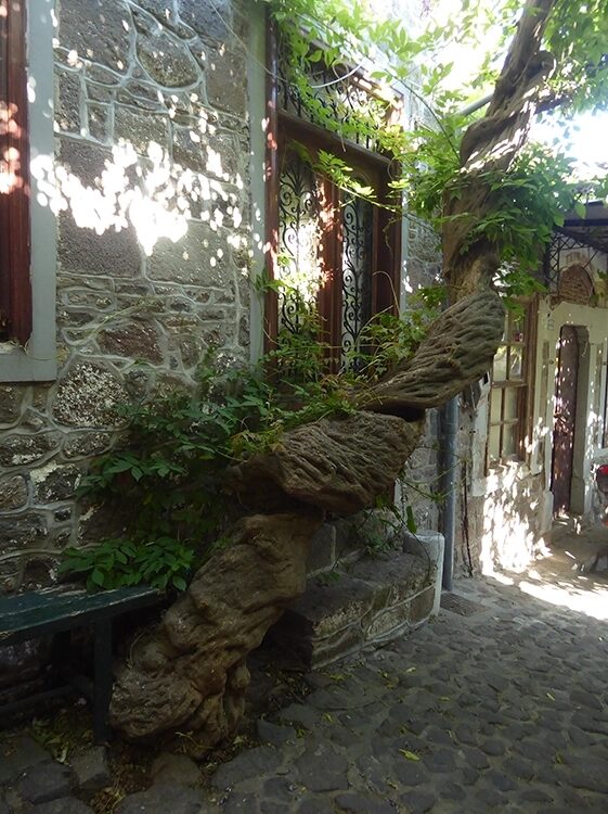 Abb. 11: Gasse in Mithymna mit skurrilem Baum.