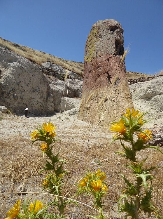Abb. 7: Versteinerter Baumstamm im Geopark Sigri.