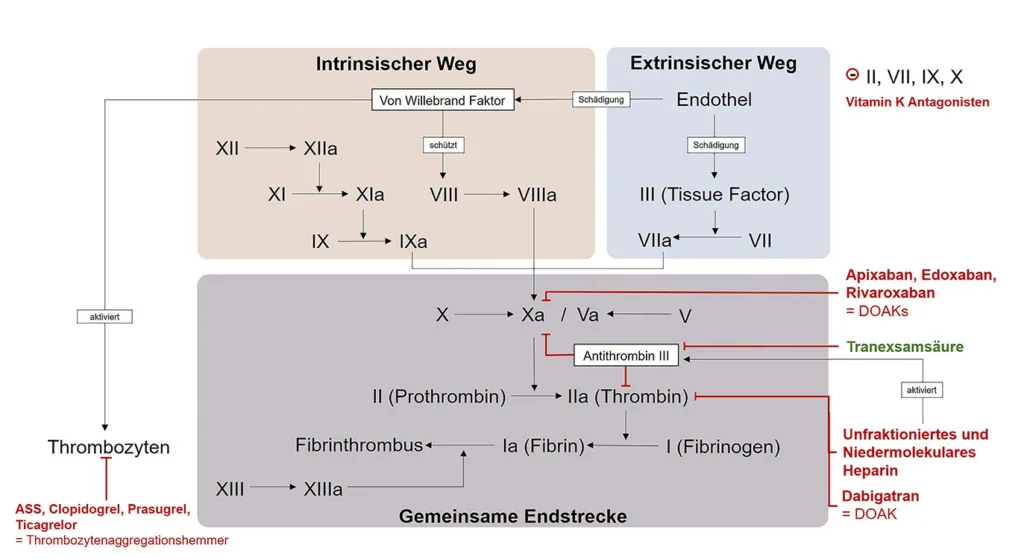 Abb. 1: Ablauf der Hämostase (intrinsischer Weg, extrinsischer Weg und gemeinsame Endstrecke) und der Wirkort einiger gängiger medikamentöser Thrombozytenaggregationshemmer und Antikoagulantien (modifiziert nach Nolte, J, Gerinnungskaskade [Grafik], DocCheck. Lizenz: Cc BY-NC-SA 3.0, abgerufen am 10. Oktober 2025). In dunkelblau: gekürzter Ablauf der Fibrinolyse und der Wirkort des Antifibrinolytikums Tranexamsäure (TXA).