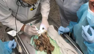 Ausschnitt: Übungen am Humanpräparat in der Anatomie der Universität Göttingen.