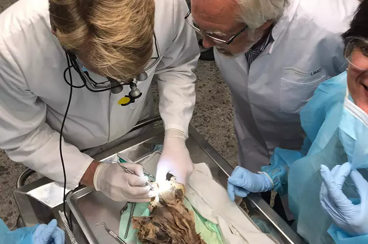 Übungen am Humanpräparat unter der Anleitung von Prof. Dr. Dr. Michael Schultz in der Anatomie der Uni Göttingen sind ein Höhepunkt im Programmablauf des DZOI-Curriculums Implantologie. © DZOI