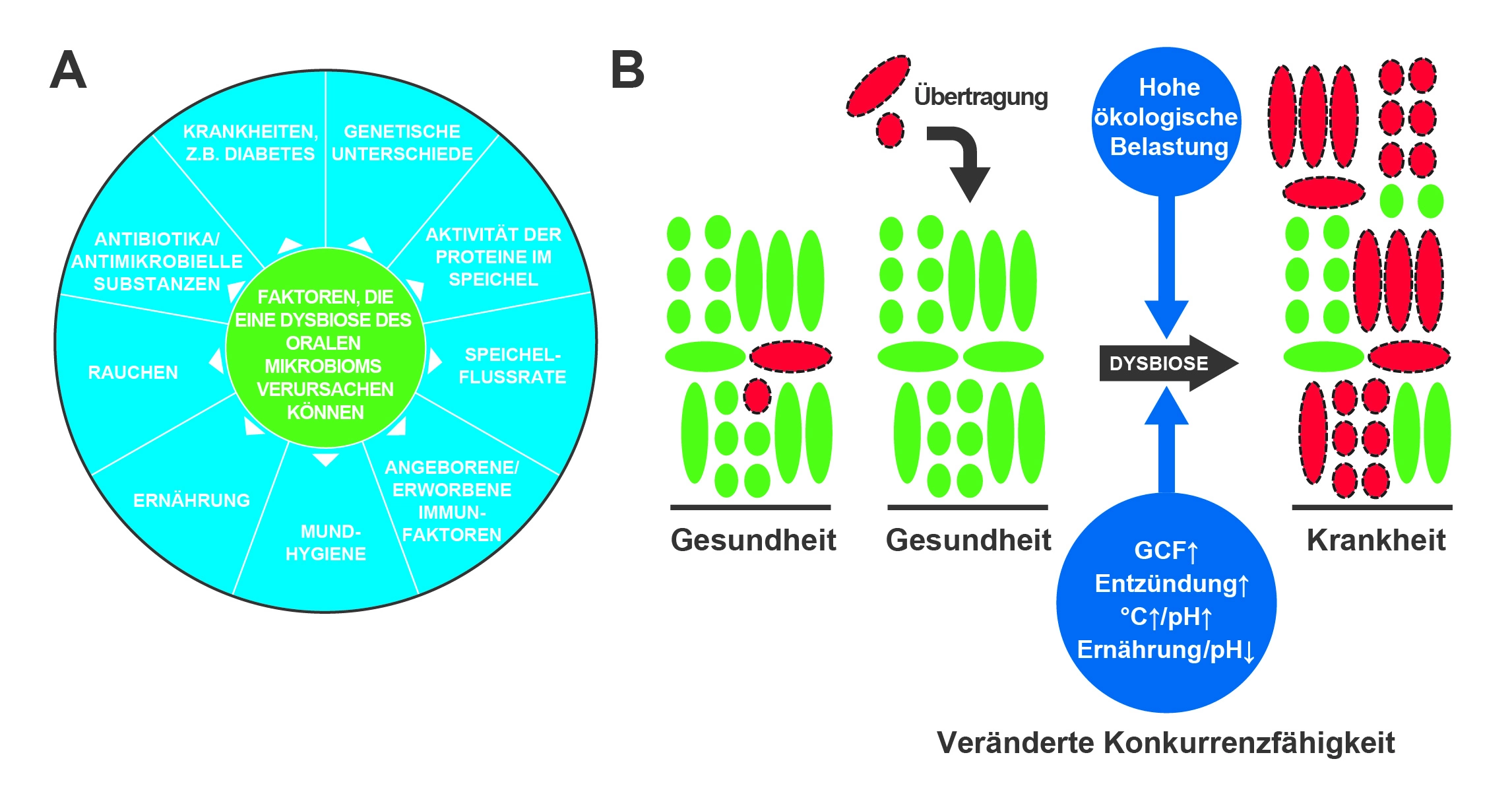 Ursachen einer Dysbiosis (A) sowie deren Schema.