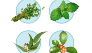 Die ätherischen Öle von LISTERINE® (Thymol, Menthol, Eucalyptol, Methylsalicylat) kommen auch in diesen Pflanzen vor.