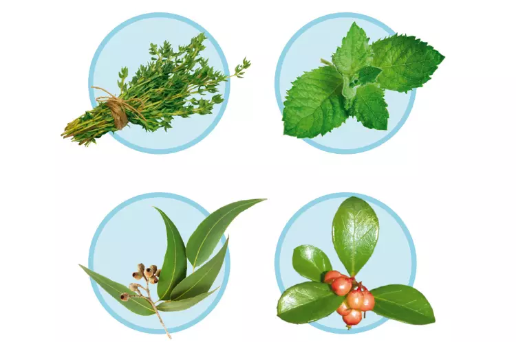 Die ätherischen Öle von LISTERINE® (Thymol, Menthol, Eucalyptol, Methylsalicylat) kommen auch in diesen Pflanzen vor.