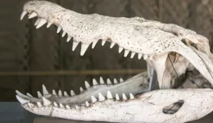 Homodontes Gebiss eines Krokodils. Im Laufe der Evolution haben sich bei den Säugetieren je nach funktioneller Anforderung (Ernährungstyp) unterschiedliche Zahnformen und Gebissstrukturen entwickelt.