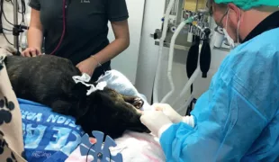 Schäferhund „Butcher“ liegt zur Behandlung in Narkose.