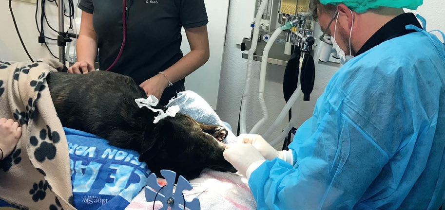 Schäferhund „Butcher“ liegt zur Behandlung in Narkose.