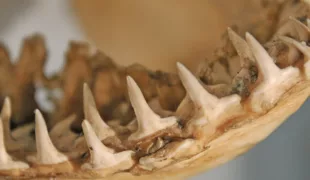 Außer bei Haien und wenigen anderen Tieren mit nachwachsenden Ersatzzähnen bedeutet im Tierreich der Verlust der Zähne oft den Tod. Bei uns Menschen bedeutet er immerhin noch eine starke Beeinträchtigung der Lebensqualität.