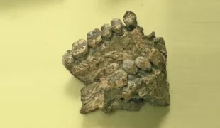 Ca. 200.000 Jahre altes Fossil eines Homo sapiens. Zähne mit Teil des Oberkieferknochens.