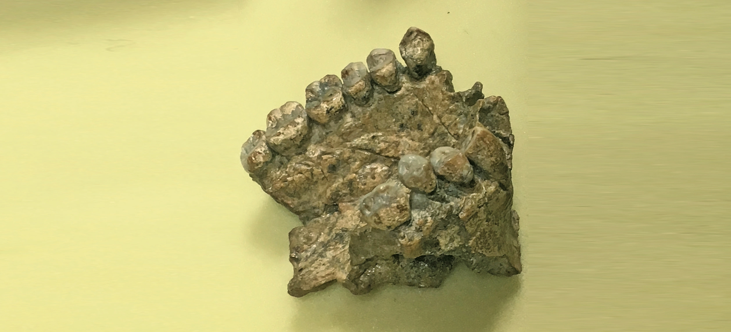 Ca. 200.000 Jahre altes Fossil eines Homo sapiens. Zähne mit Teil des Oberkieferknochens.
