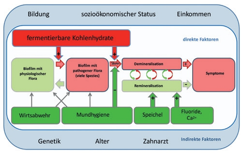 Abb. 1: Schema zur Pathogenese der Karies, welches sich an der ökologischen Plaquehypothese orientiert [8].. ...(weitere Erlaeuterung am Artikelende)