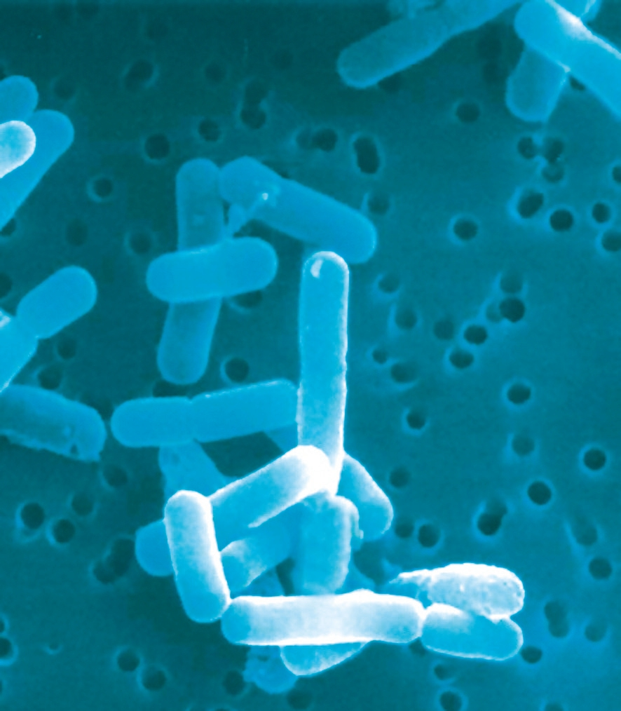 Das Ziel der Behandlung mit Lactobacillus reuteri ist es, das natürliche Gleichgewicht der Mundflora wiederherzustellen.
