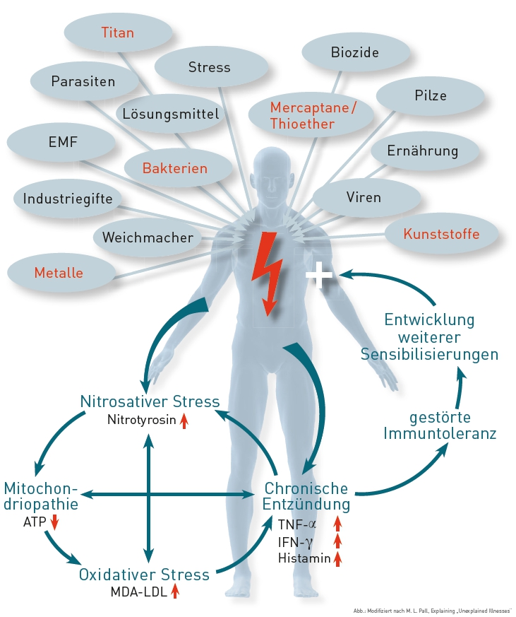 Abb. 1: Pathogenese der gestörten Immuntoleranz. Verschiedene Triggerfaktoren bedingen eine chronische Immunaktivierung, deren Folgen eine gestörte Immuntoleranz, nitrosativer und oxidativer Stress sowie chronische Entzündung sind. Die gestörte Immuntoleranz kann ihrerseits Folgen haben und zu Allergien, Autoimmunerkrankungen und chronischen Entzündungen führen.