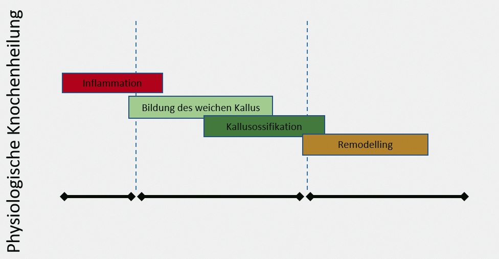 Abb. 1: Schematische Darstellung der physiologischen Wundheilung.