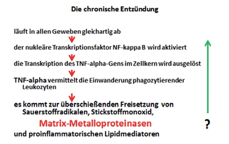 Abb. 1: Die Kaskade der Entzündung.