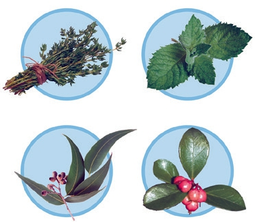 Die 4 ätherischen Öle Eukalyptol, Menthol, Thymol und Methylsalicylat sind in Listerine enthalten.