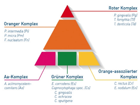 Abb. 2: Bakterienkomplexe nach Socransky et al. 1998. Die Kolonisierung des Sulkus mit parodontopathogenen Keimen erfolgt sukzessive und individuell unterschiedlich. Das gemeinsame Vorkommen und die Interaktion spezifischer Bakteriengruppen bestimmen maßgeblich die Etablierung und den Verlauf von Parodontalerkrankungen. Basierend darauf werden die verschiedenen parodontopathogenen Bakterienspezies zu Komplexen zusammengefasst.