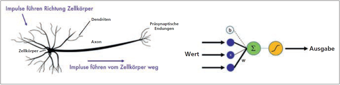 Abb. 2: Die neuronale Einheit (rechts) ist der grundlegende Baustein des neuronalen Netzwerks. Sie ist ein mathematisches Modell, das durch das menschliche Neuron (links) inspiriert wurde. Kombiniert in Form eines Netzwerks und trainiert mit ausreichend Daten, ist dieses Modell in der Lage, auch komplexe Zusammenhänge von Eingangswerten abzubilden. (Abb. modifiziert nach F. Perucho bzw. A. Bornstein)