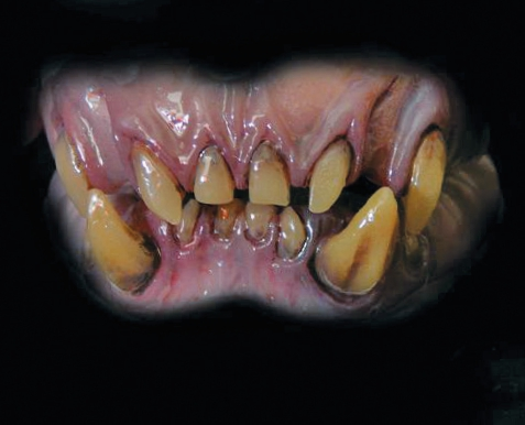 Ein Ork-Gebiss, à la Herr der Ringe.