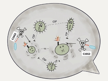 Abb. 4: Schematische Darstellung der Wirkung des „Specifically Targeted Antimicrobial Peptide“ (STAMP), in diesem Fall STAMP C16G2. Dieses ist dem Kommunikationspeptid CSP nachempfunden, knüpft an den Kommunikationsmechanismus zwischen S. mutans an und führt zu einem selektiven Abtöten (Quelle: A. Felten).