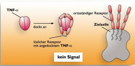 Abb. 6: Wirkweise Etanercept (mit freundlicher Genehmigung von rheuma-online).