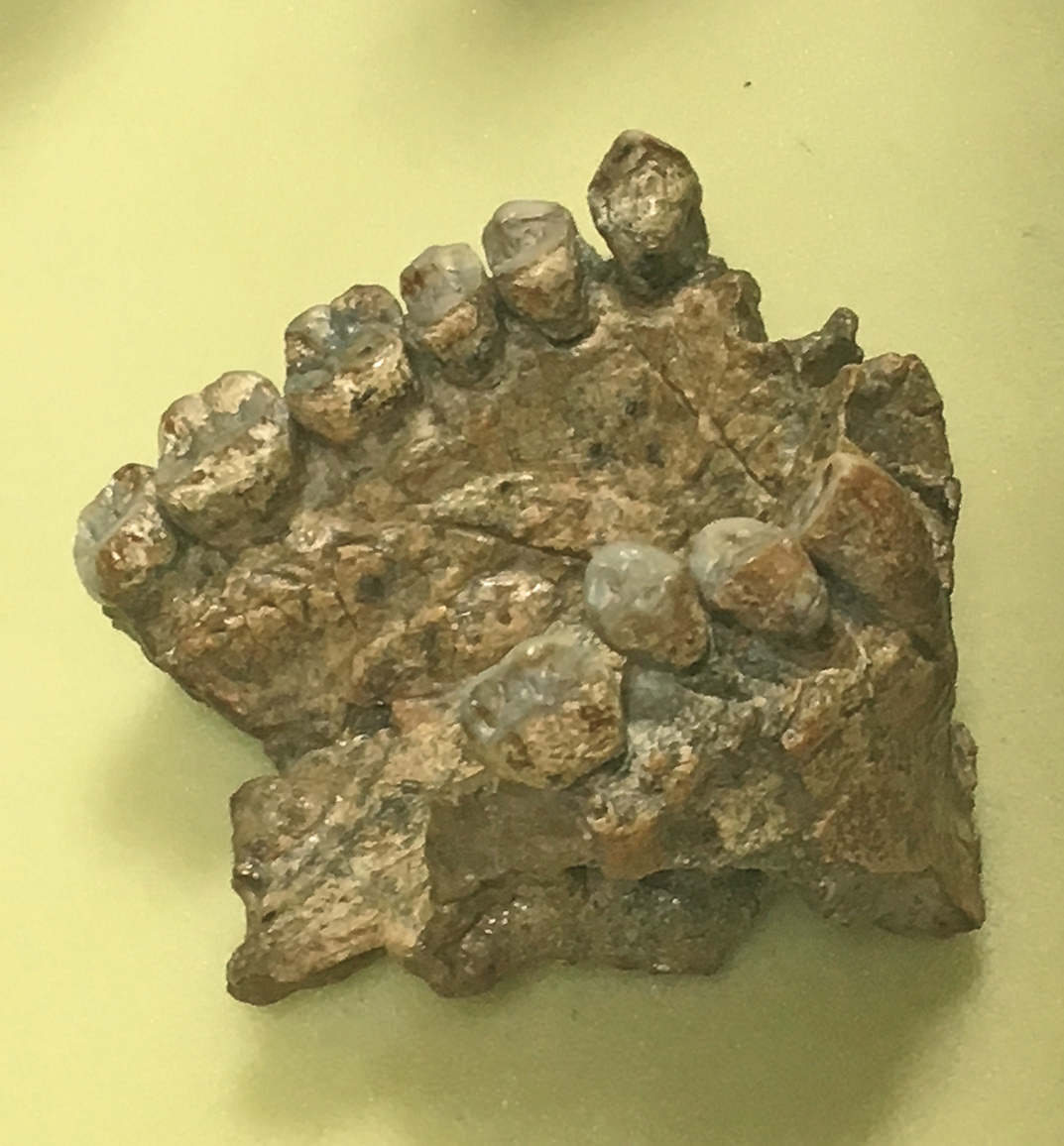 Abb. 4: Circa 200.000 Jahre altes Fossil eines Homo sapiens. Zähne mit Teil des Oberkieferknochens. (eigene Aufnahme von Petra Streifeneder-Mengele)