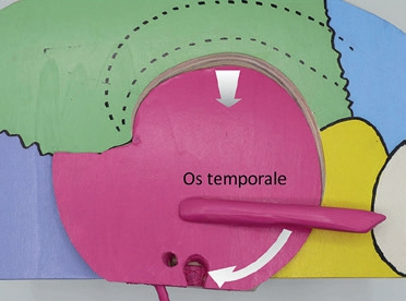 Abb. 4: Os temporale: Kaudalbewegung mit Innenrotation der Squama.