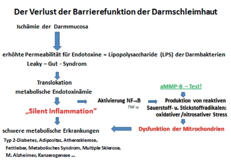 Abb. 4: Der aMMP-8 Test als Indikator für Silent Inflammation.