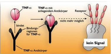 Abb. 7: Wirkweise Adalimumab und Infliximab (mit freundlicher Genehmigung von rheuma-online).