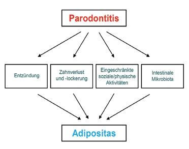 Abb. 4: Möglicher Einfluss von Parodontitis auf Adipositas.