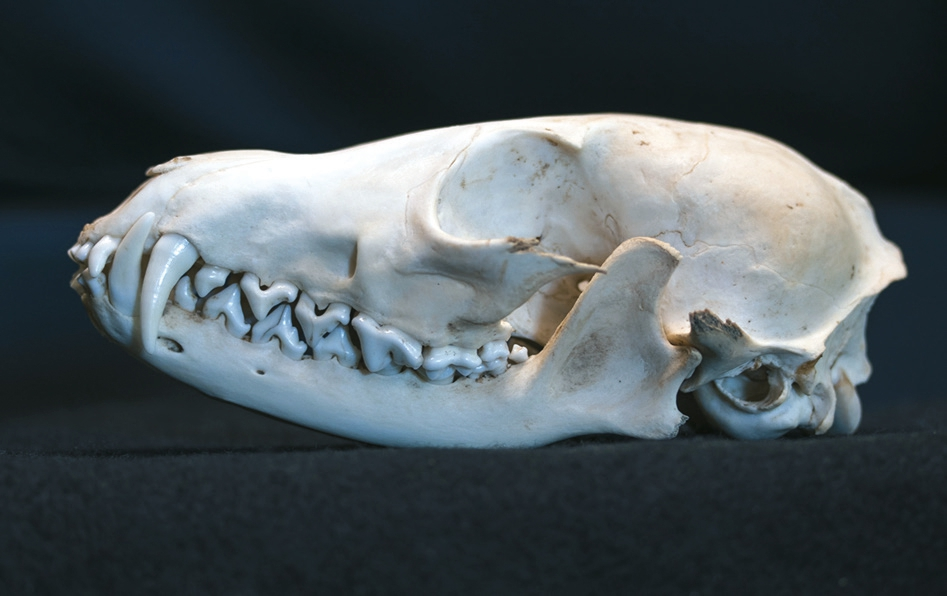 Abb. 6: Schädel eines Fuchses (Vulpes vulpes) mit langem Gesichtsschädel vor dem Hirnschädel. Das Gebiss ist heterodont – es besteht aus unterschiedlich ausgebildeten Zahngruppen.