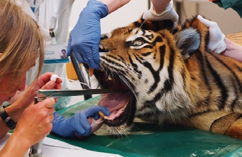 Abb. 7: Behandlung eines Tigers mit GuttaFlow. Bildquelle: COLTENE.