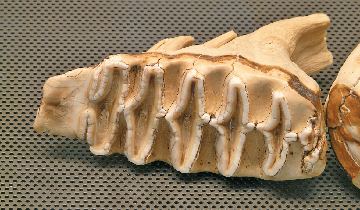Abb. 7: Unterer Backenzahn eines afrikanischen Elefanten (Loxodonta africana).