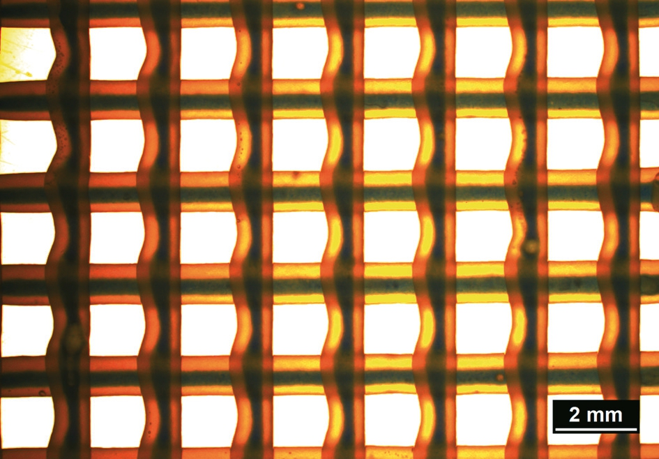 Abb. 8: Biogedruckte Scaffolds sollen die Einheilung fördern, u. a. indem sie die Nährstoffversorgung erhöhen. In einem innovativen Ansatz können Kern/Mantel-Strukturen gedruckt werden, in dem jeder Strang einen zellulären Kern (hier blau angefärbt) besitzt, der umliegendes Gewebe unterstützt.