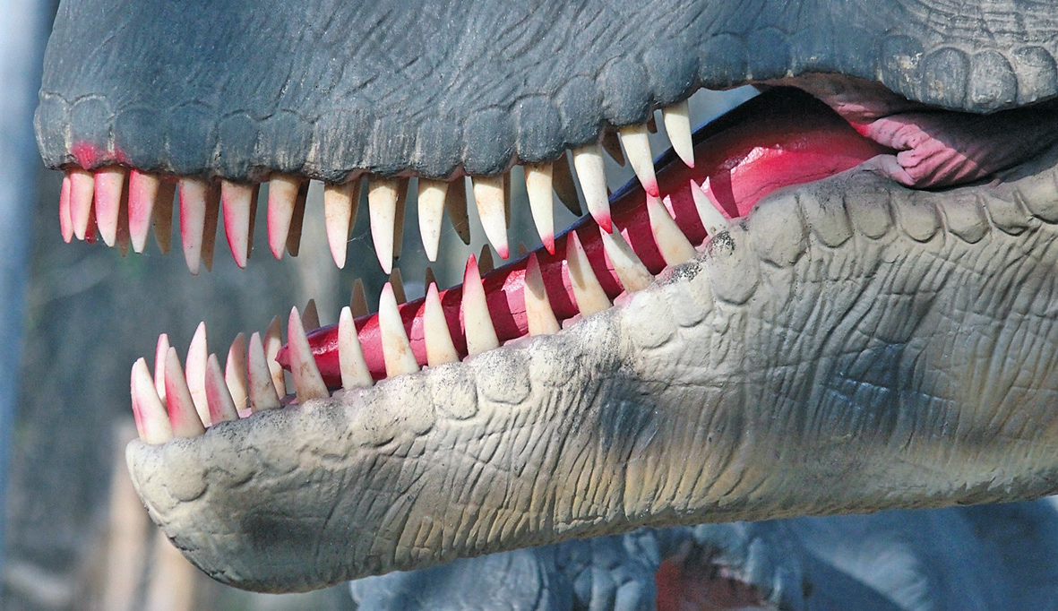 Abb. 8: Im Vergleich dazu ein homodontes Gebiss (Dinosaurier-Modell).