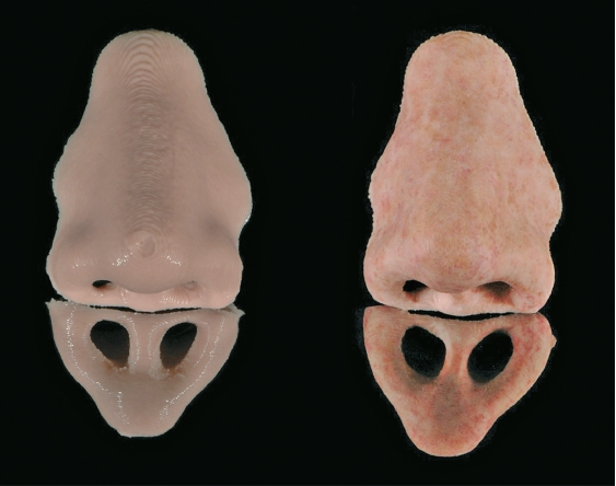 Abb. 9: Rapid-Manufacturing-Verfahren. Links: Direkt gedruckte Silikonepithese (ACEO, Wacker Chemie, Burghausen). Rechts: Die manuell ausgearbeitete und zusätzlich oberfl ächlich kolorierte Epithese aus Abb. 7 links.