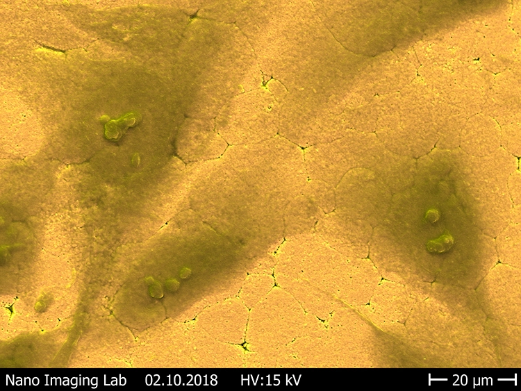 Abb. 11: Ausbreitung der Osteoblasten auf den verschiedenen Oberflächen [40]. c: Gesinterte Oberfläche.