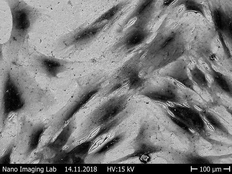 Abb. 14: Ausbreitung der Fibroblasten auf verschieden rauen Zirkonoxidoberflächen [43]. c: Gesinterte Oberfläche.