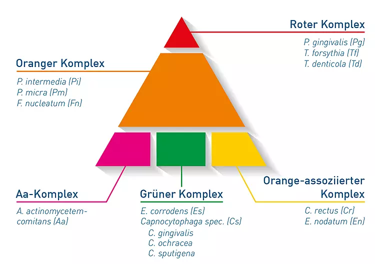 Abb. 4: Bakterienkomplexe nach Socransky et al. 1998: Die Kolonisierung des Sulkus mit parodontopathogenen Keimen erfolgt sukzessive und je nach Patient unterschiedlich. Das gemeinsame Vorkommen und die Interaktion bestimmter Bakteriengruppen bestimmen maßgeblich die Etablierung und den Verlauf von Parodontalerkrankungen. Basierend darauf werden die verschiedenen parodontopathogenen Bakterienspezies zu Komplexen zusammengefasst.