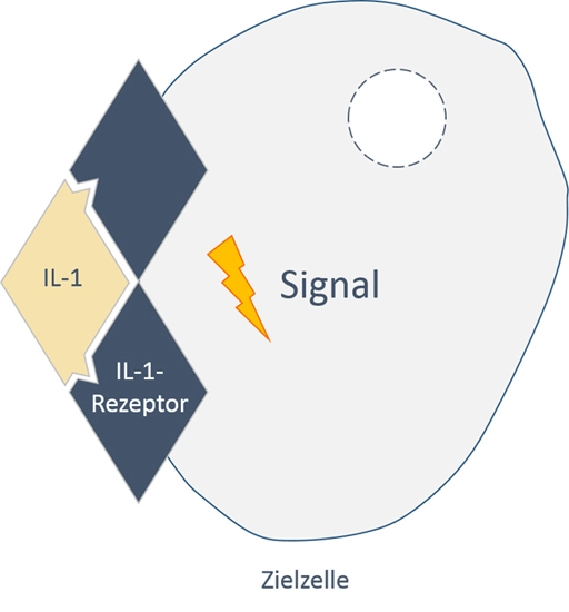Abb. 6a: Durch Bindung von IL-1 an dessen Rezeptor auf der Oberfläche einer Zielzelle wird die Weiterleitung eines Signals ausgelöst. Dies führt zur Aktivierung von Entzündungs- und Immunreaktionen sowie von Osteoklasten.