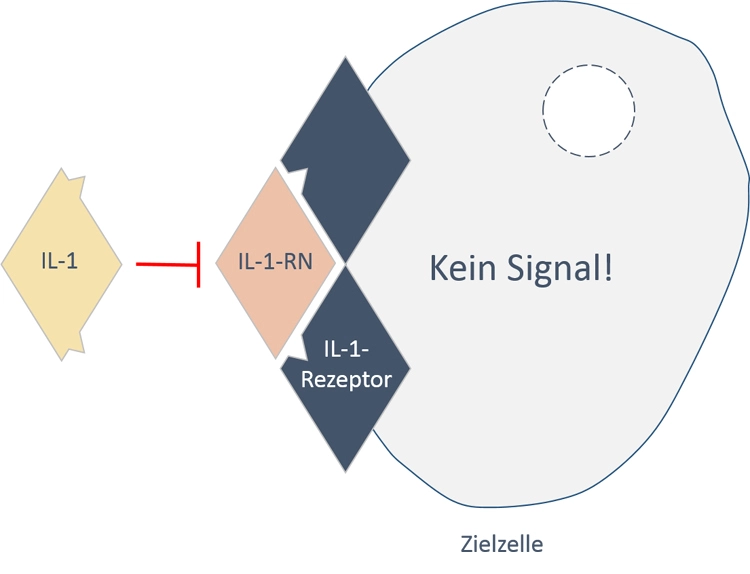 Abb. 6b: Wird der Rezeptor durch den IL-1-Rezeptorantagonisten blockiert, kann IL-1 nicht binden und es erfolgt keine Signalweiterleitung. Die Aktivierung von Immunantwort, Entzündungsreaktionen und Osteoklasten unterbleibt.