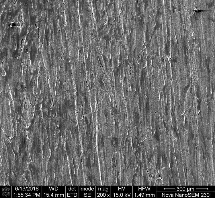 Abb. 19: Anlagerung von Fibroblasten auf unterschiedlich rauen Oberflächen von Multilink Automix. a: Oberflächenbearbeitung mit 400er Schleifpapier (grob), deutlich zu erkennen ist die Orientierung der Fibroblasten entlang der Schleifrillen.