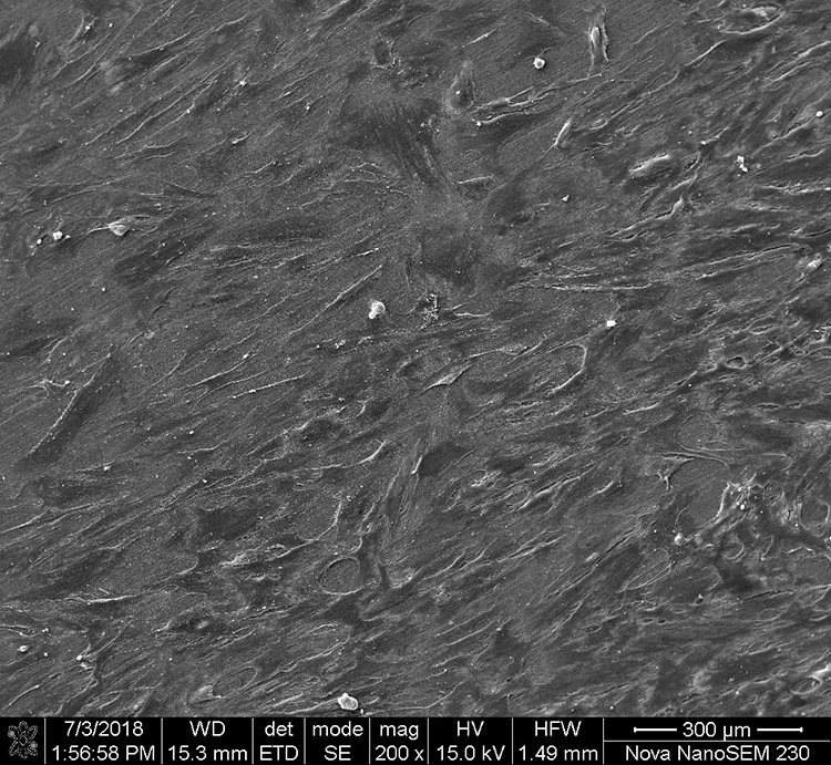 Abb. 19: Anlagerung von Fibroblasten auf unterschiedlich rauen Oberflächen von Multilink Automix. c: Oberflächenbearbeitung mit 2500er Schleifpapier (fein), die Zellen liegen ohne Orientierung auf der Oberfläche und haben zahlreiche Filopodien ausgebildet [16].