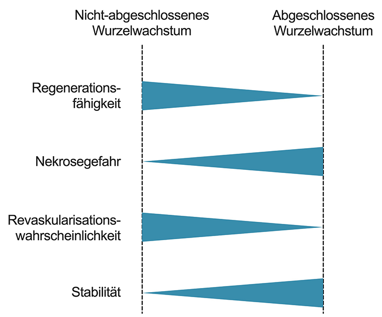 Abb. 1: Wurzelunreife Zähne und Zähne mit abgeschlossenem Wurzelwachstum
unterscheiden sich in ihren biologischen und mechanischen Eigenschaften.