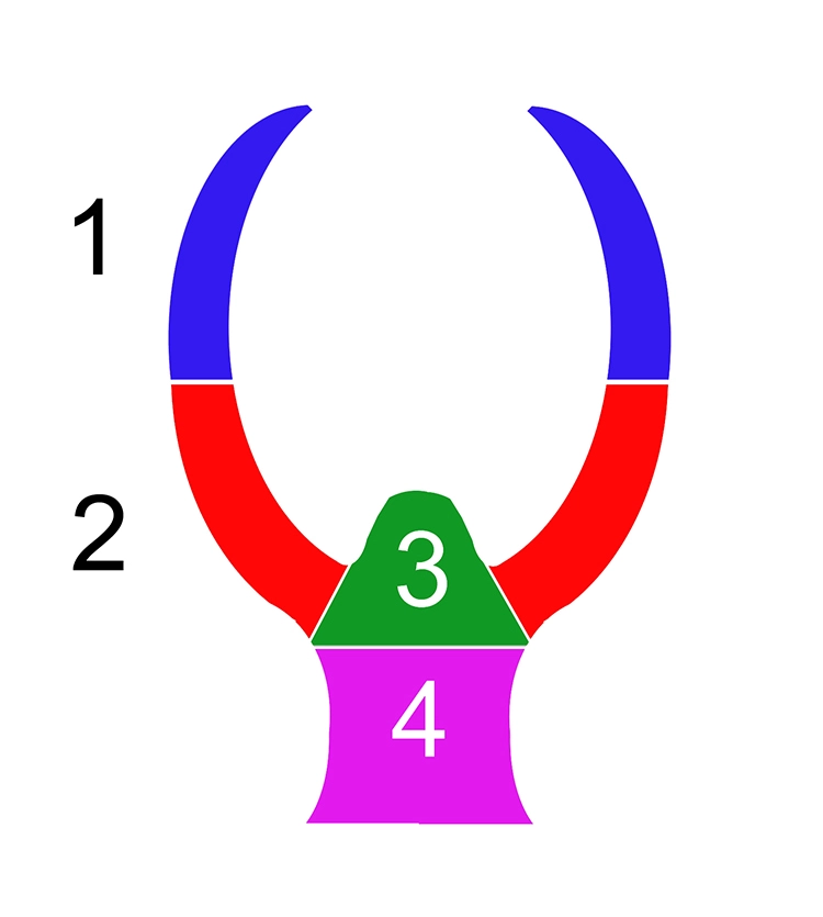 Abb. 1: Schematische Darstellung der einzelnen Abschnitte einer Modellgussklammer von okklusal: 1 = Federarm (Klammerunterarm), 2 = Umfassung (Klammeroberarm) 3 = Auflage, 4 = Klammeranker.